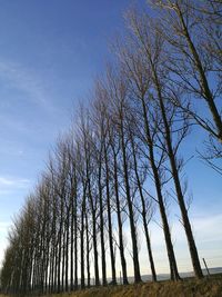 Low angle view of trees against sky