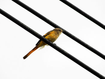 Close-up of bird perching on wire against clear sky