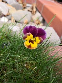 Close-up of yellow crocus flowers on field