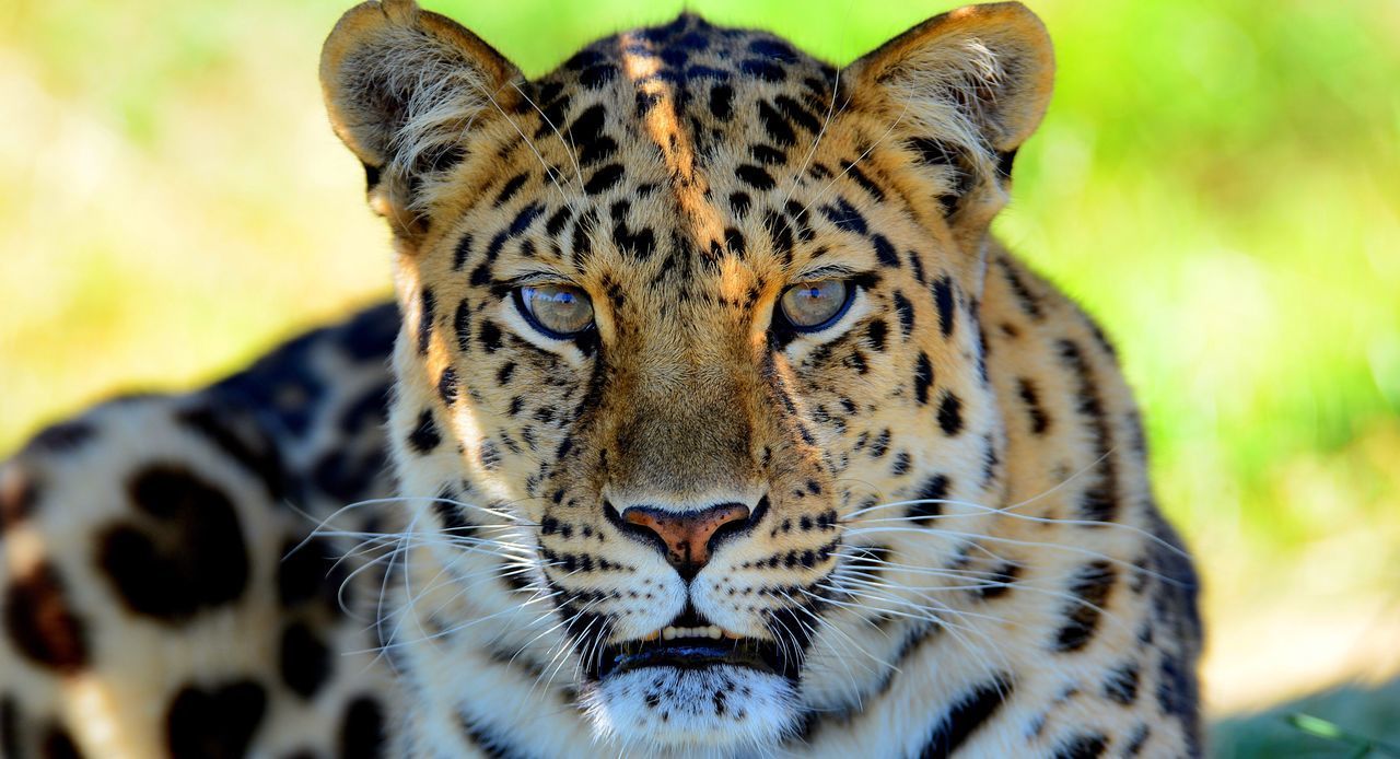 CLOSE-UP PORTRAIT OF CAT