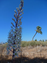 Plants growing on field against clear blue sky