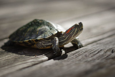 Close-up of turtle