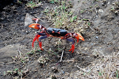 High angle view of crab on field