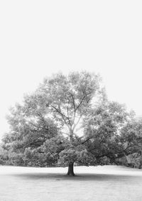 Trees on landscape against clear sky