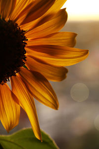 Close-up of yellow flower blooming outdoors