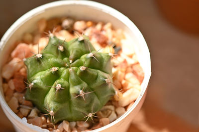 High angle view of succulent plant in bowl