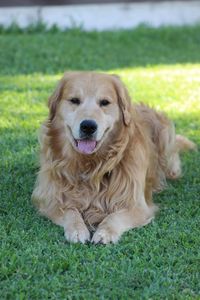 Close-up portrait of dog on field