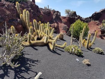 Cactus plants growing on land during sunny day