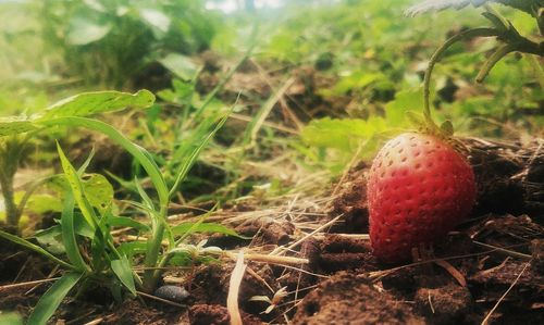 Close-up of fruit growing on field