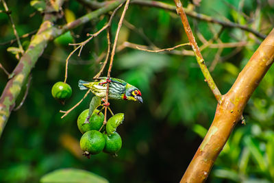 The coppersmith barbet, is an asian barbet with crimson forehead and throat,