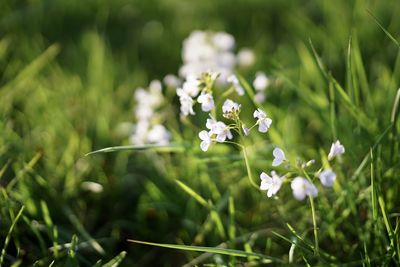 Close-up of white flowering plant on field