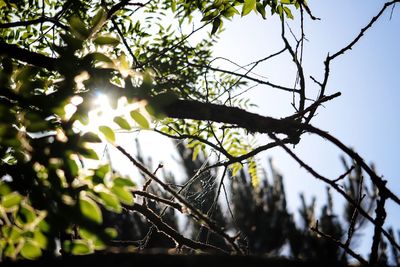 Low angle view of sunlight streaming through tree