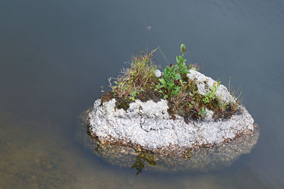 High angle view of plant in lake