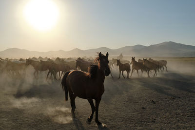 Horse standing on field against sky during sunset