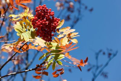 Low angle view of flowering plant against sky