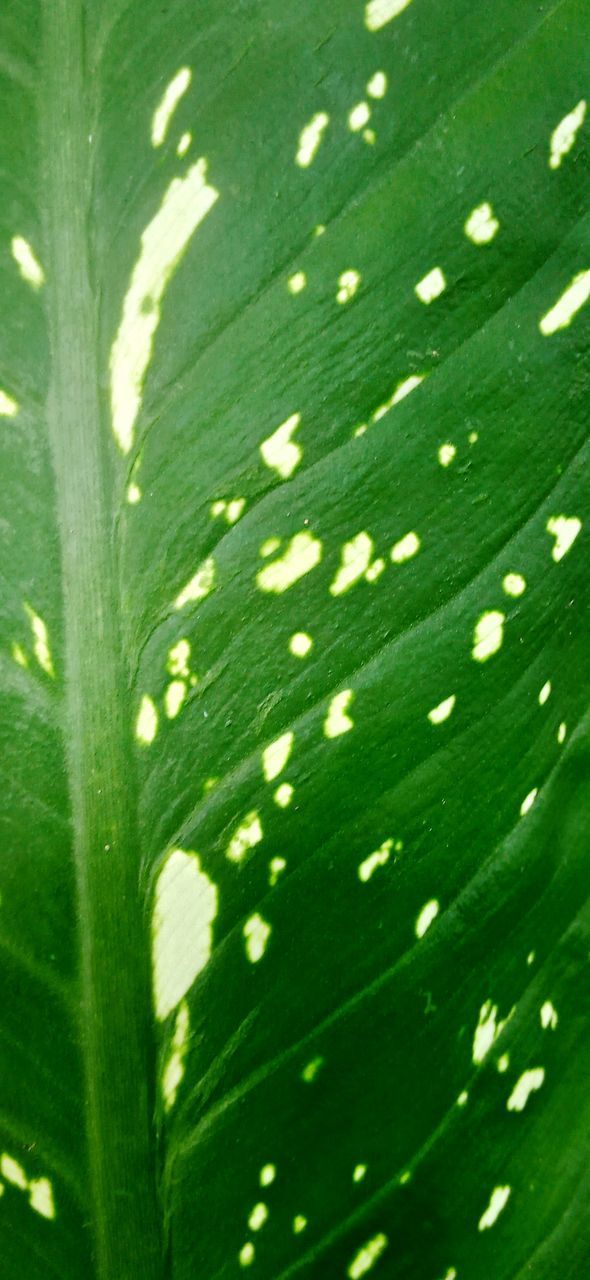 CLOSE-UP OF GREEN LEAF