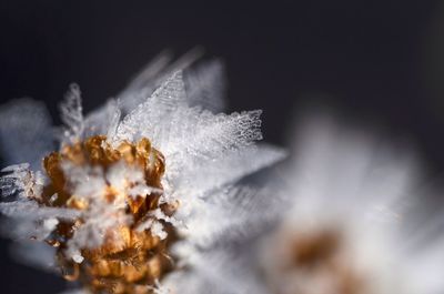 Close-up of frozen flower during winter