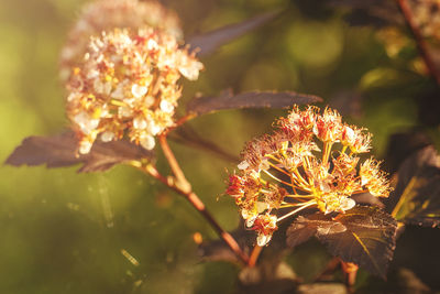Close-up of flowering plant