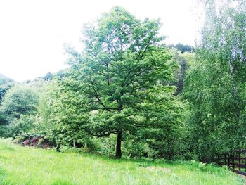 Trees in park against clear sky