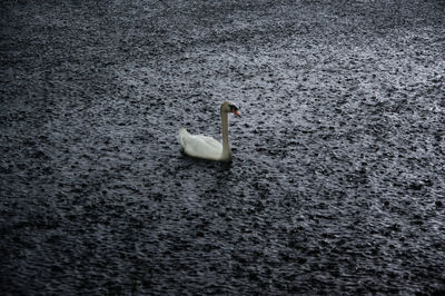 Swan swimming on lake