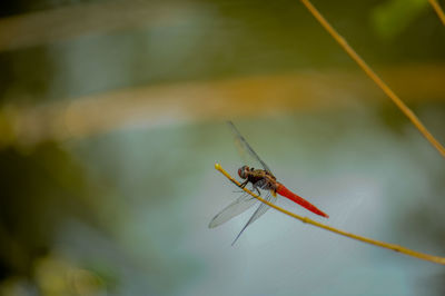 Close-up of insect