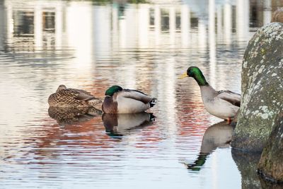 Ducks swimming in lake