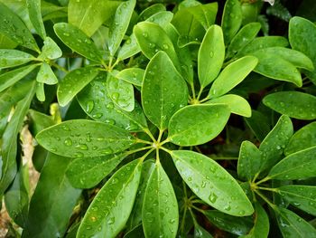 High angle view of raindrops on leaves