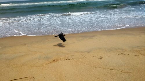 High angle view of bird fling over on beach