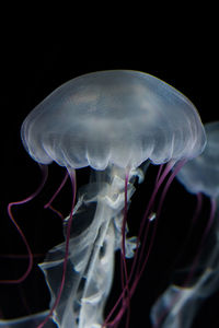 Close-up of jellyfish swimming in aquarium