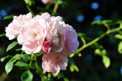 Close-up of pink rose flower