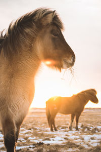 Horses on field against clear sky