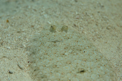 Close-up of lizard on sand at beach