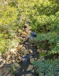 High angle view of water flowing through rocks in forest