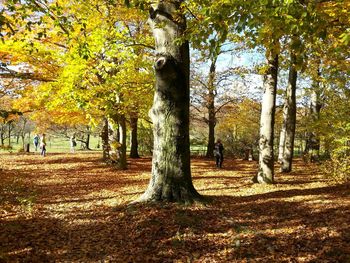 Trees in park