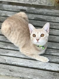 Portrait of cat relaxing wooden chair