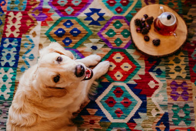 High angle portrait of dog relaxing on floor