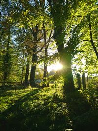 Sun shining through trees in forest