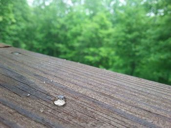 Close-up of wooden plank