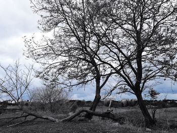 Bare tree on landscape against sky