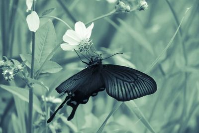 Close-up of butterfly pollinating on flower