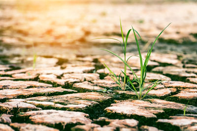 Close-up of grass growing on land