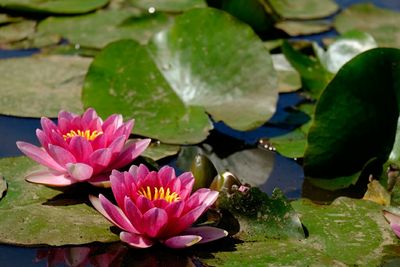 Close-up of lotus water lily in pond