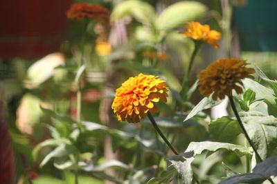 Close-up of orange marigold flower