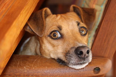 Close-up portrait of dog lying on floor