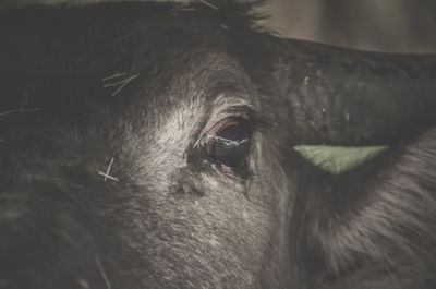 Cropped eye of domestic animal