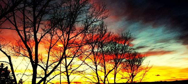 Silhouette of bare trees at sunset