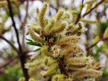 Close-up of flower tree