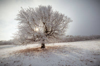 Bare tree on snow covered field against sky