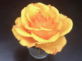 Close-up of yellow rose over black background