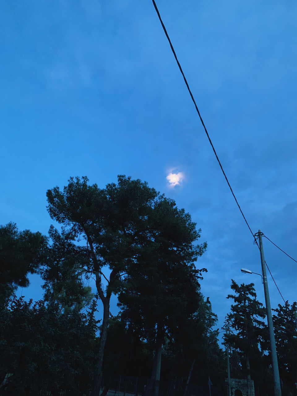 LOW ANGLE VIEW OF TREE AGAINST BLUE SKY